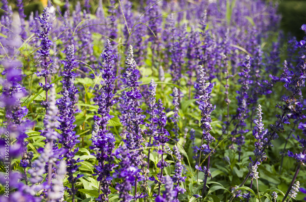 Closeup image of violet lavender flowers in the field in sunny day