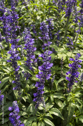 Closeup image of violet lavender flowers in the field in sunny day