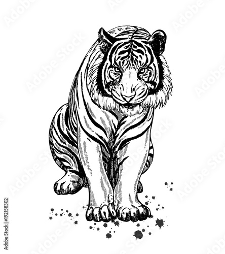 Hand drawn sketch style tiger. Vector illustration isolated on white background.