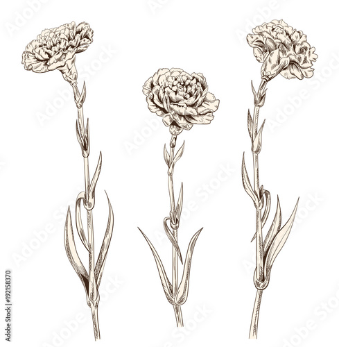 Set of carnation schabaud: brown (sepia) monochrome contour of flowers, stems...