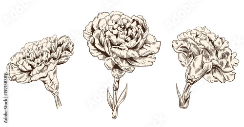 Set of carnation schabaud: brown (sepia) monochrome contour of flowers, stems...