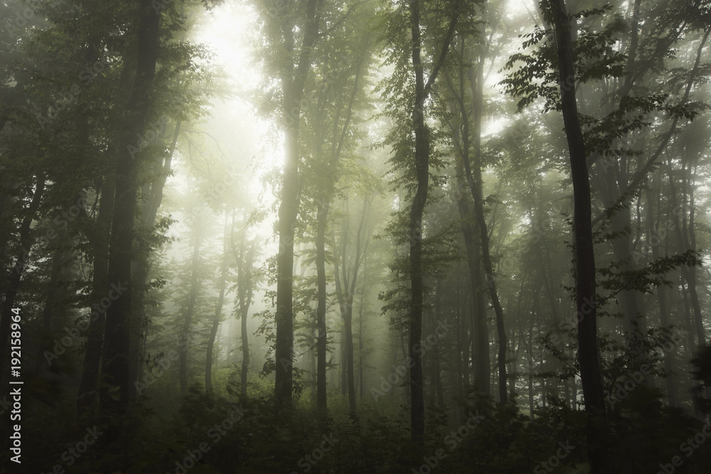 Fototapeta premium misty forest with green foliage and trees in fog after rain