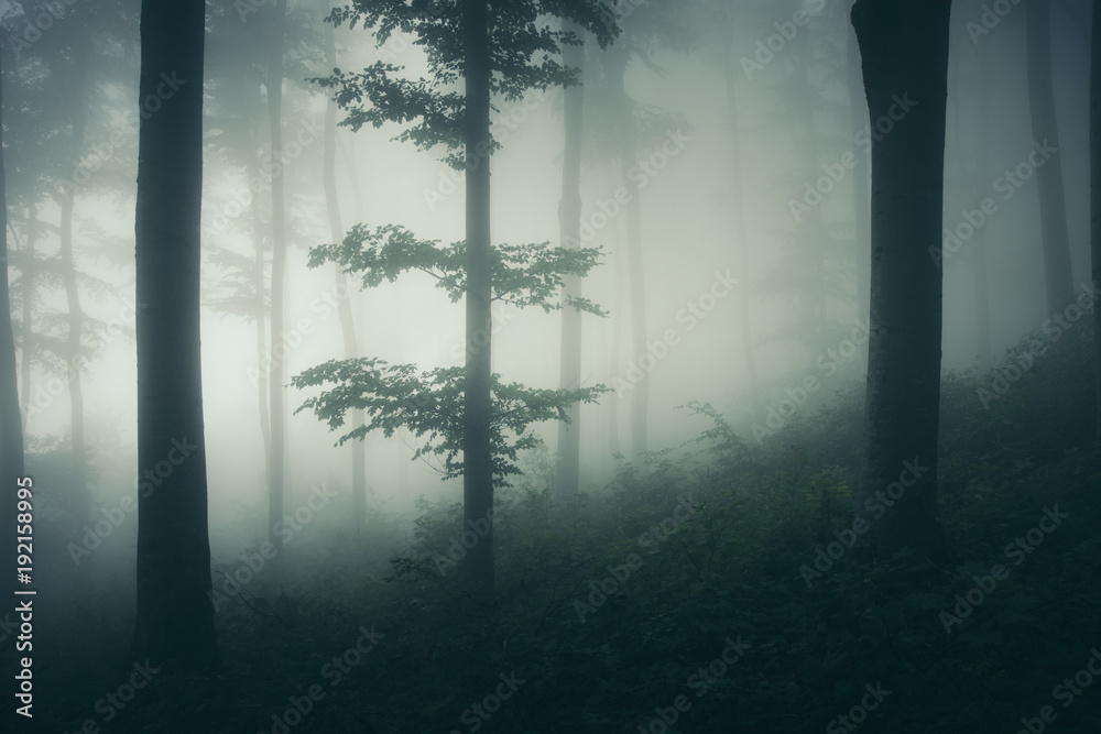 Fototapeta premium fantasy forest with tree in fog, dark woods landscape