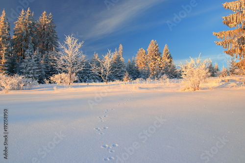 Footprints in snow © Simun Ascic