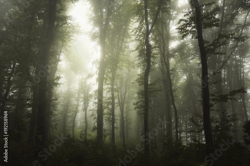 misty forest with green foliage and trees in fog after rain