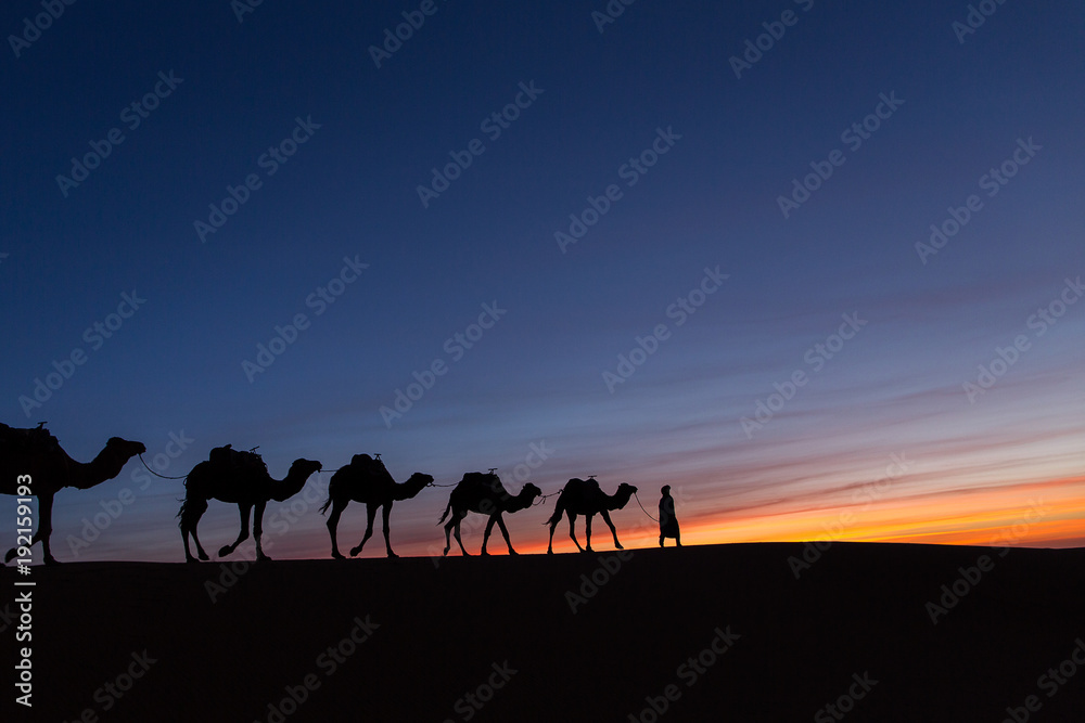 Silhouette of caravan in desert Sahara, Morocco with beautiful and colorful sunset in background Silhouette of caravan in desert Sahara, Morocco with beautiful and colorful sunset in background