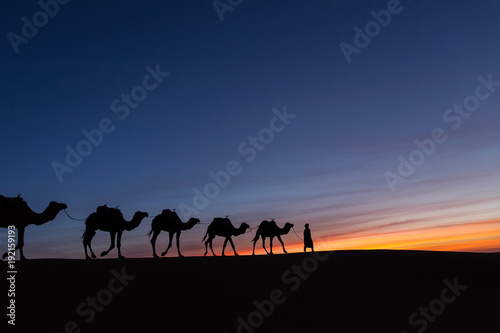 Silhouette of caravan in desert Sahara  Morocco with beautiful and colorful sunset in background