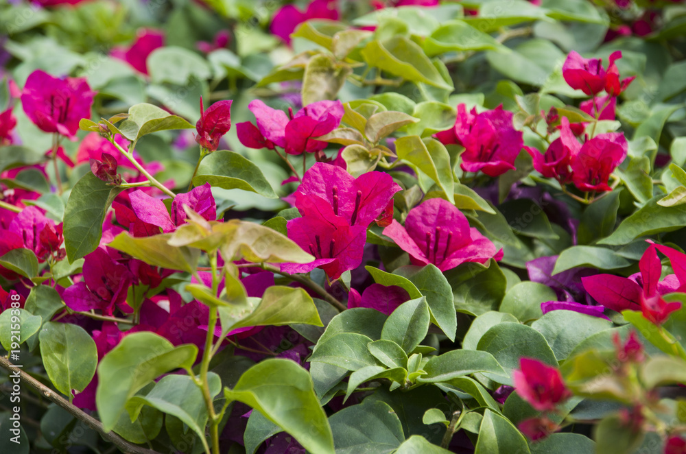 Colorful pink , yellow and red flower in the garden Colorful pink , yellow and red flower in the garden