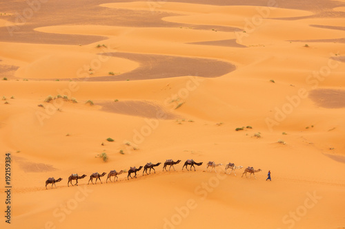 Camels caravan in Desert Sahara in Morocco  dunes in background