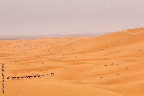 Camels caravan in Desert Sahara in Morocco  dunes in background