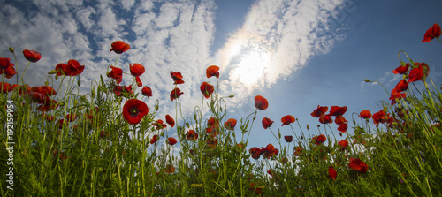 Fototapeta Naklejka Na Ścianę i Meble -  Opium poppy, botanical plant, ecology.