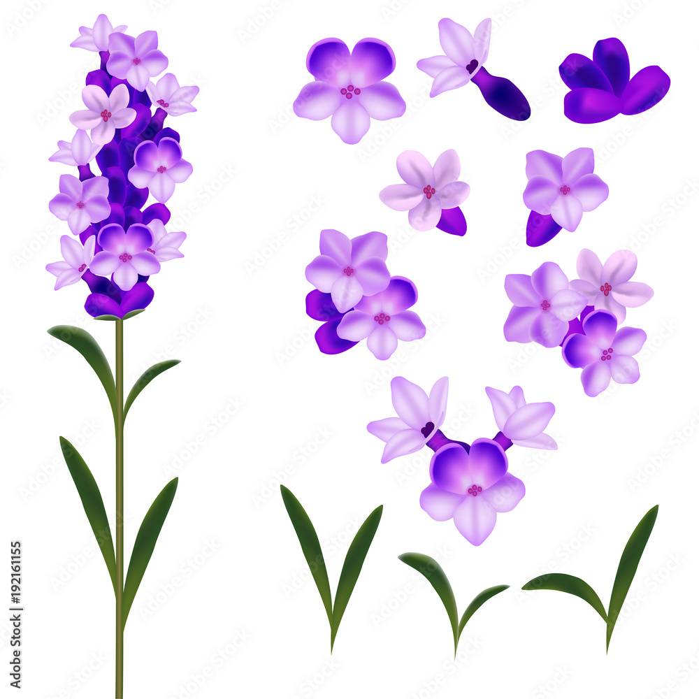 Realistic Detailed 3d Lavender Flowers Set. Vector