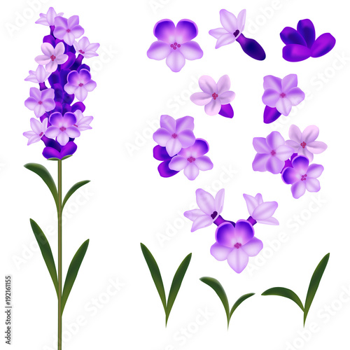 Fototapeta Naklejka Na Ścianę i Meble -  Realistic Detailed 3d Lavender Flowers Set. Vector