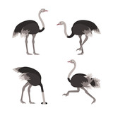 Cartoon Ostrich Bird Set. Vector