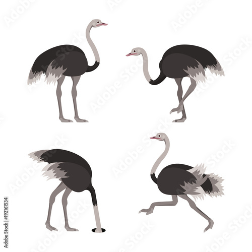Cartoon Ostrich Bird Set. Vector