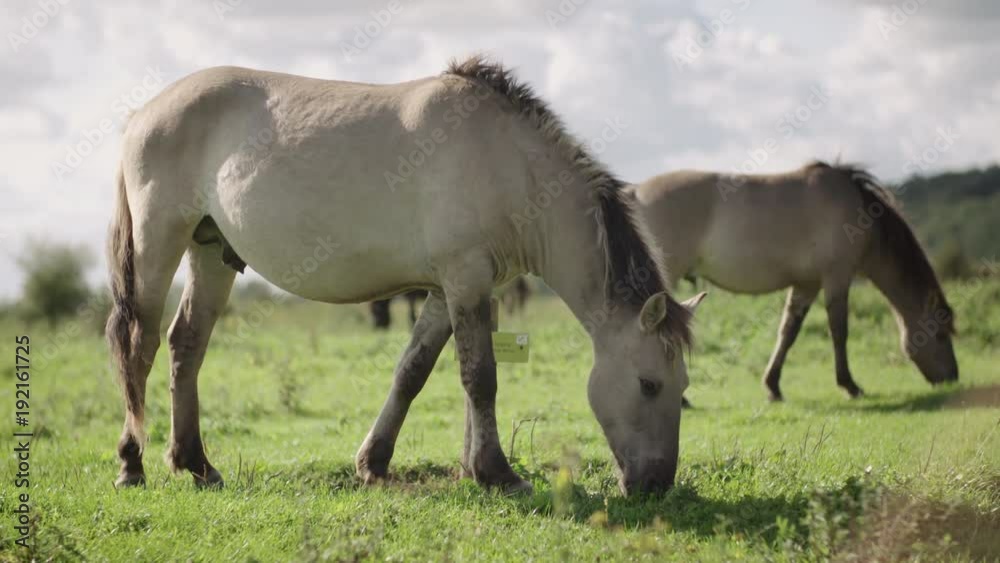 two light brown wild konik horses are grazing in a field on a summer day in Utrechts landscape in the Netherlands shot in 50fps slowmotion two light brown wild konik horses are grazing in a field on a summer day in Utrechts landscape in the Netherlands shot in 50fps slowmotion