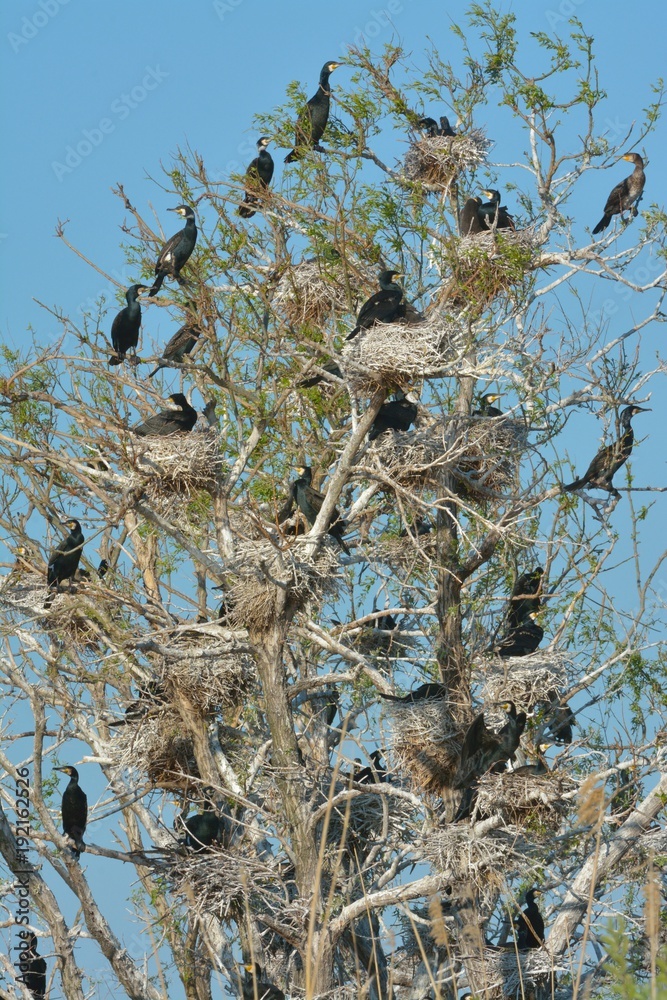 Great cormorant (Phalacrocorax carbo) Great cormorant (Phalacrocorax carbo)
