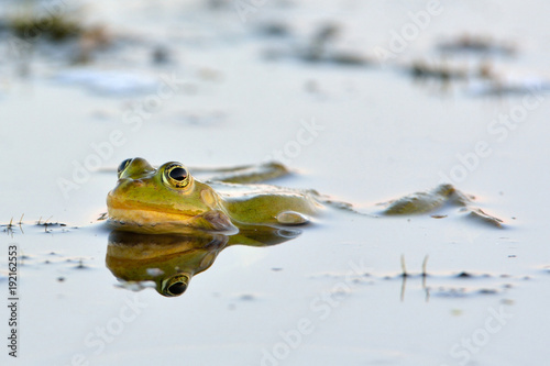 Edible Frog on Water photo