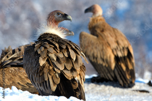 Griffon Vultures in Winter Landscape, into the Mountains