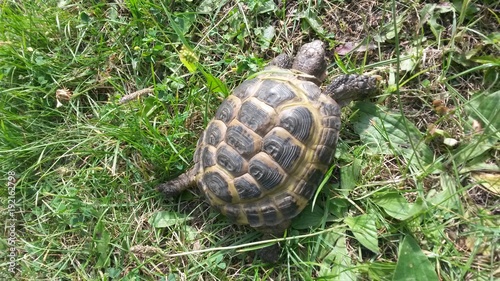черепаха в траве