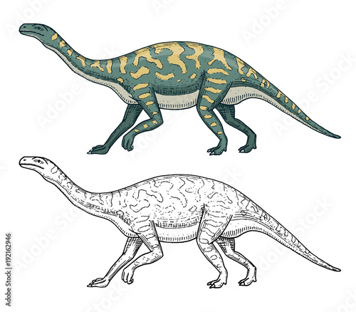 Dinosaurs Barosaurus  Apatosaurus  Tenontosaurus Plateosaurus  broad lizard  Massospondylus  Diplodocus  Brachiosaurus  skeletons  fossils. Prehistoric reptiles  Animal Hand drawn vector