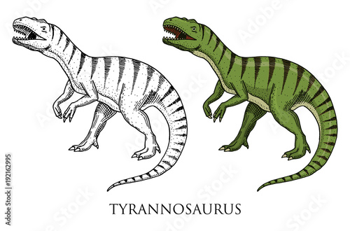 Dinosaurs Tyrannosaurus rex, Tarbosaurus, Struthiomimus skeletons, fossils. Prehistoric reptiles, Animal engraved Hand drawn vector.