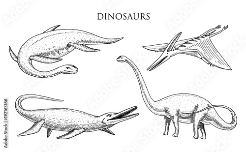 Obraz na płótnie Dinosaurs Elasmosaurus, Mosasaurus, Barosaurus, Diplodocus, Apatosaurus, Pterosaur, skeletons, fossils, winged lizard
