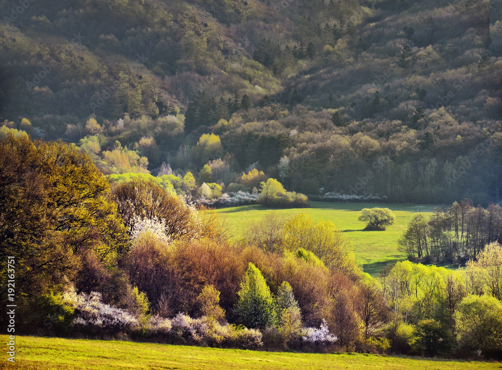 Obraz premium Wonderful spring nature, rural landscape, forest and meadow