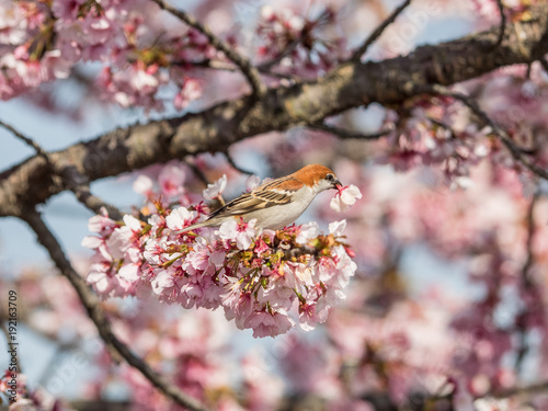 桜とニュウナイスズメ