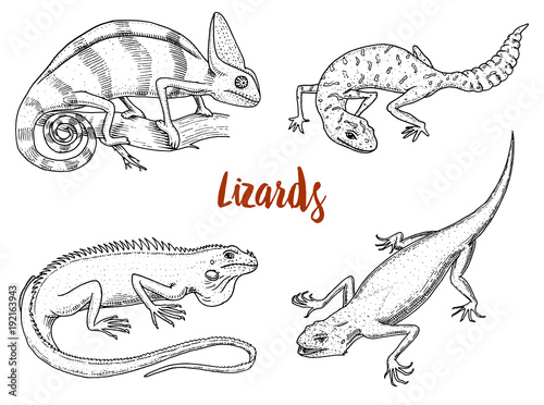 Chameleon Lizard, American green iguana, reptiles or snakes or spotted fat-tailed gecko. herbivorous species. vector illustration for book or pet store, zoo. engraved hand drawn in old sketch.