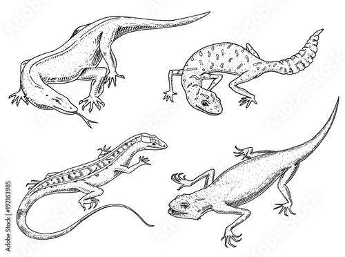 Komodo dragon monitor, American Sand lizard, exotic reptiles or snakes, spotted fat-tailed gecko. wild animals lacertian in nature. vector illustration for book or pet store, zoo. engraved hand drawn. photo