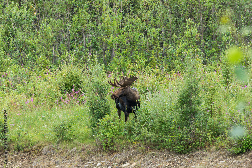moose encounter on Richardson Highway, Alaska