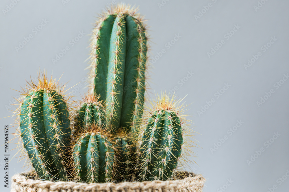 Cactus. Minimal still life