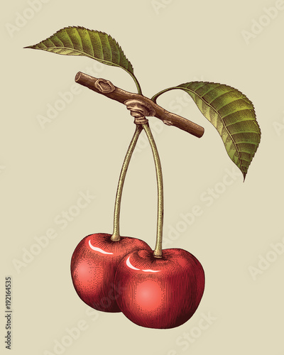 Cherry hand drawing vintage engraving illustration