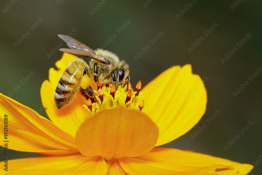 Image of bee or honeybee on yellow flower collects nectar. Golden honeybee on flower pollen. Insect. Animal Image of bee or honeybee on yellow flower collects nectar. Golden honeybee on flower pollen. Insect. Animal