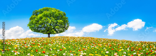 Blumenwiese mit Baum im Sommer als Panorama Hintergrund