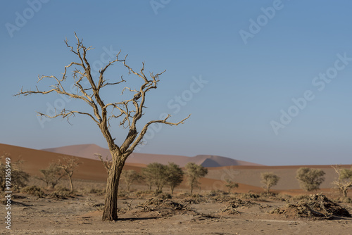 Desert Landscapes