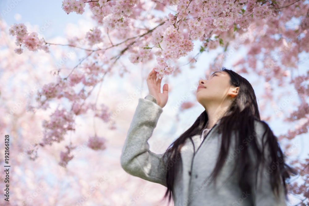 Fototapeta premium Junge Asiatin bewundert die Kirschblüte im Frühling