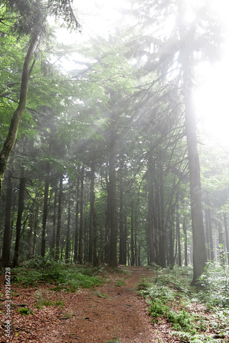 Bright morning in forest