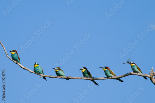 European Bee Eater