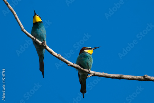 European Bee Eater on a branch
