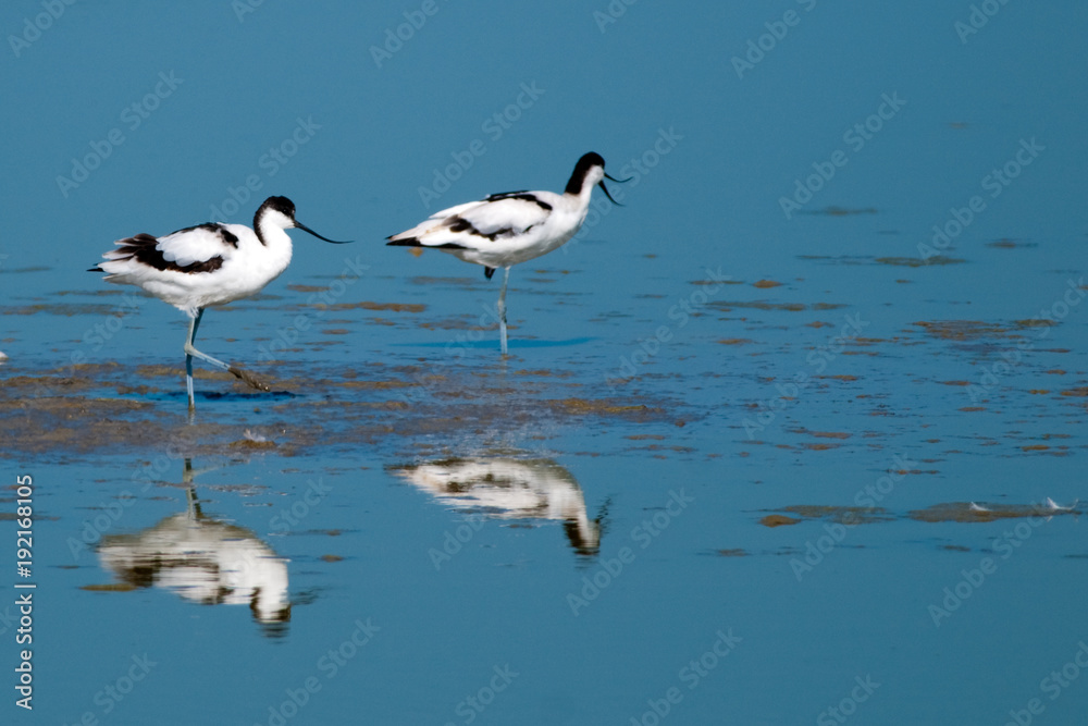 Pied Avocet in Flight Pied Avocet in Flight