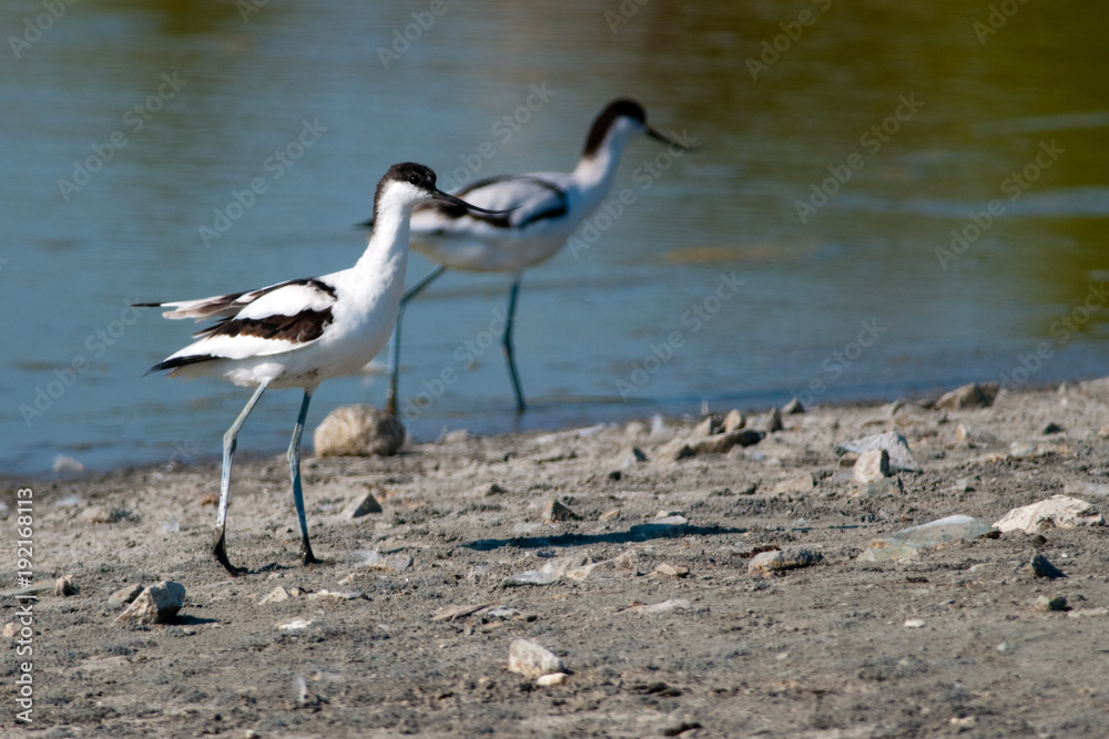 Pied Avocet in Flight Pied Avocet in Flight