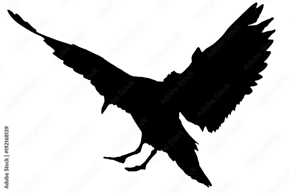 seagull - vector
