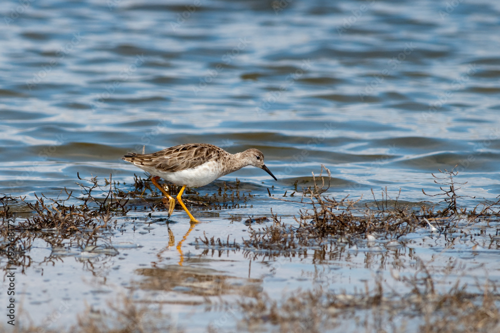 Ruff (Philomachus pugnax) in Danube Delta Ruff (Philomachus pugnax) in Danube Delta