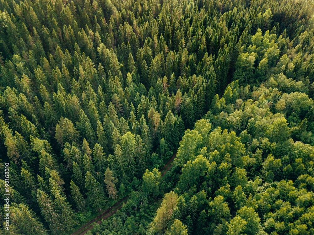 Obraz premium Widok z lotu ptaka odgórny lato zieleni drzewa i droga w lesie w wiejskim Finlandia.