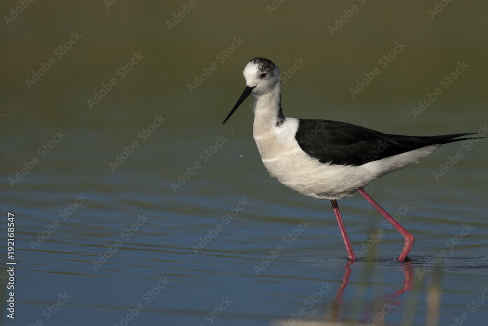 Black Winged Stilt (Himantopius himantopus) Black Winged Stilt (Himantopius himantopus)