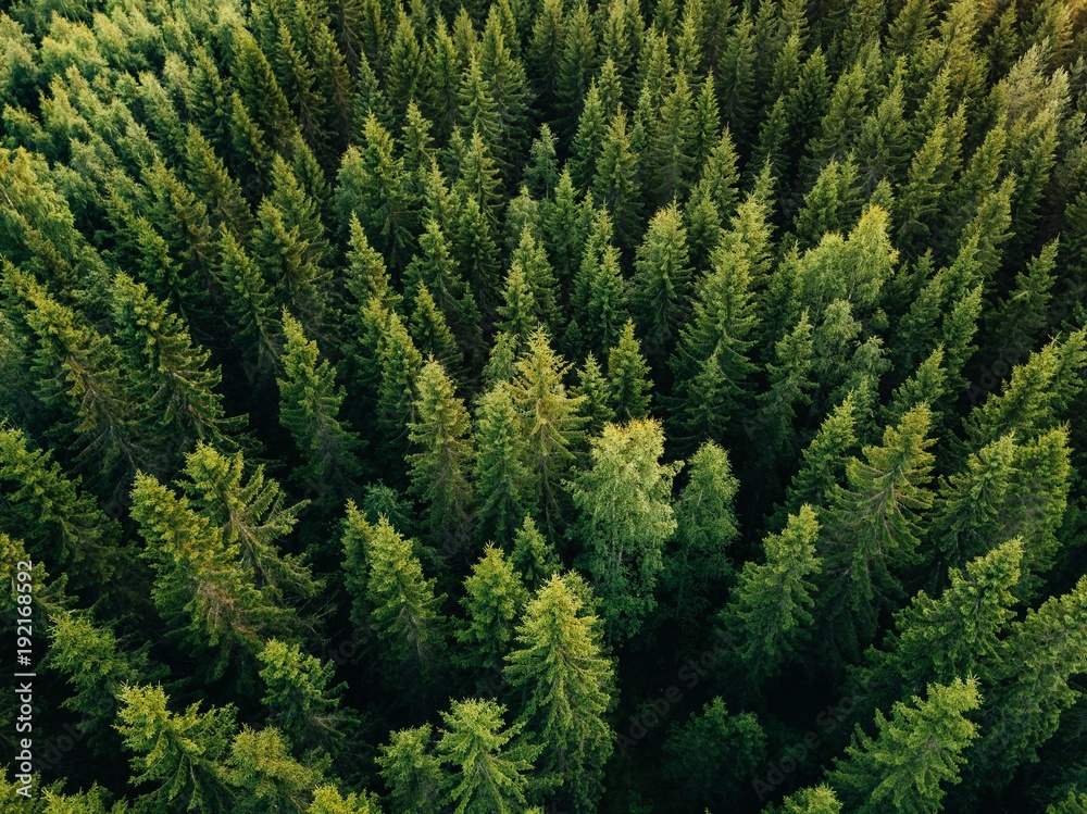 Føderale pille sikkerhed Aerial top view of summer green trees in forest in rural Finland.  Stock-foto | Adobe Stock