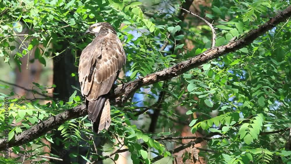 Oriental honey-buzzard (Pernis ptilorhyncus) in Japan Oriental honey-buzzard (Pernis ptilorhyncus) in Japan
