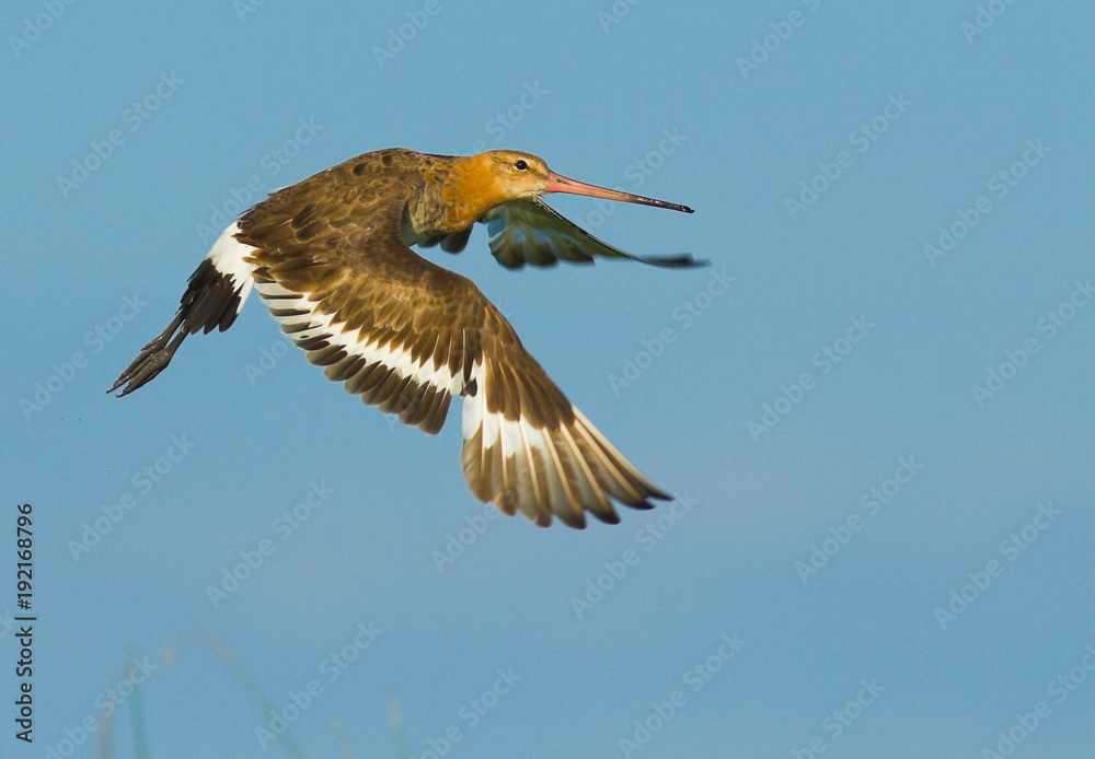 Obraz premium Black Tailed Godwit